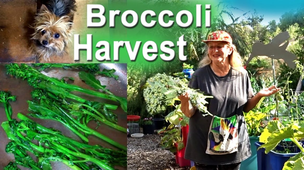Growing Broccoli from Seed in Container Gardening Totes & NOW Harvest for Many Months/Years To Cook Growing Broccoli from Seed in Container Gardening Totes & NOW Harvest for Many Months/Years To Cook
