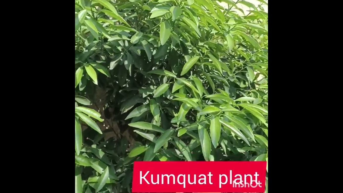 my gardening| my roof top garden | home grown vegetable| healthy hobby