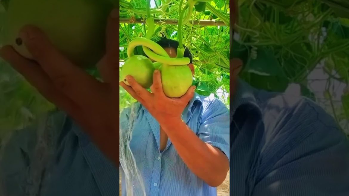 What does he do with the Gourd? #shorts #tips #gardener