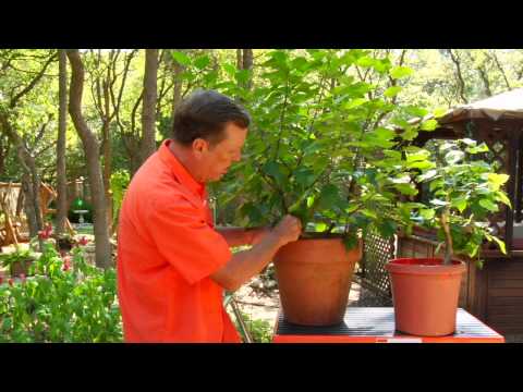 Gardening Tips : Caring for Hibiscus Plants Gardening Tips : Caring for Hibiscus Plants