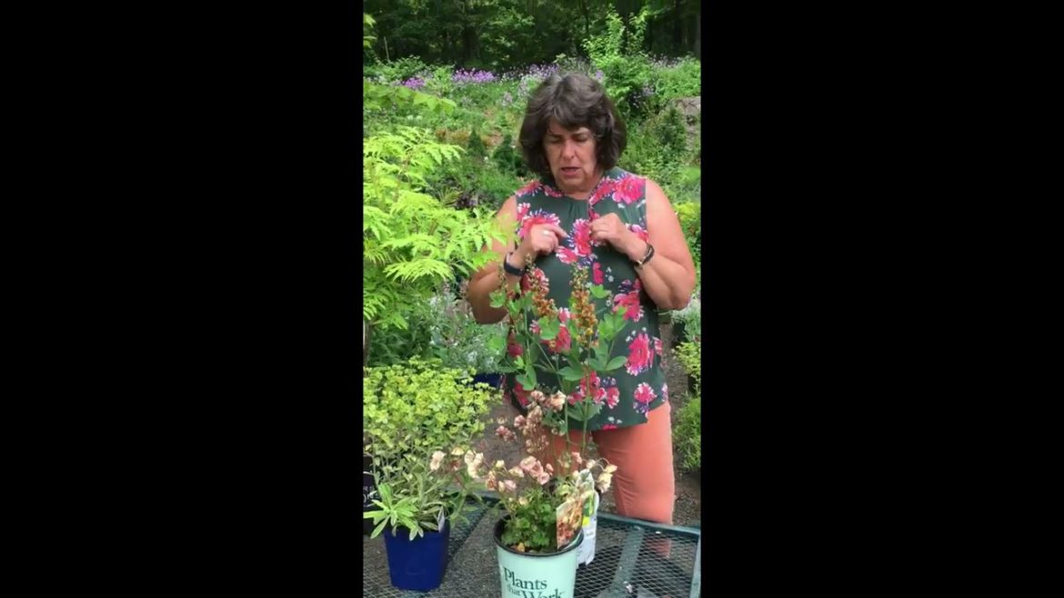 Deer Resistant Full Sun Plants: Garden Design with Texture