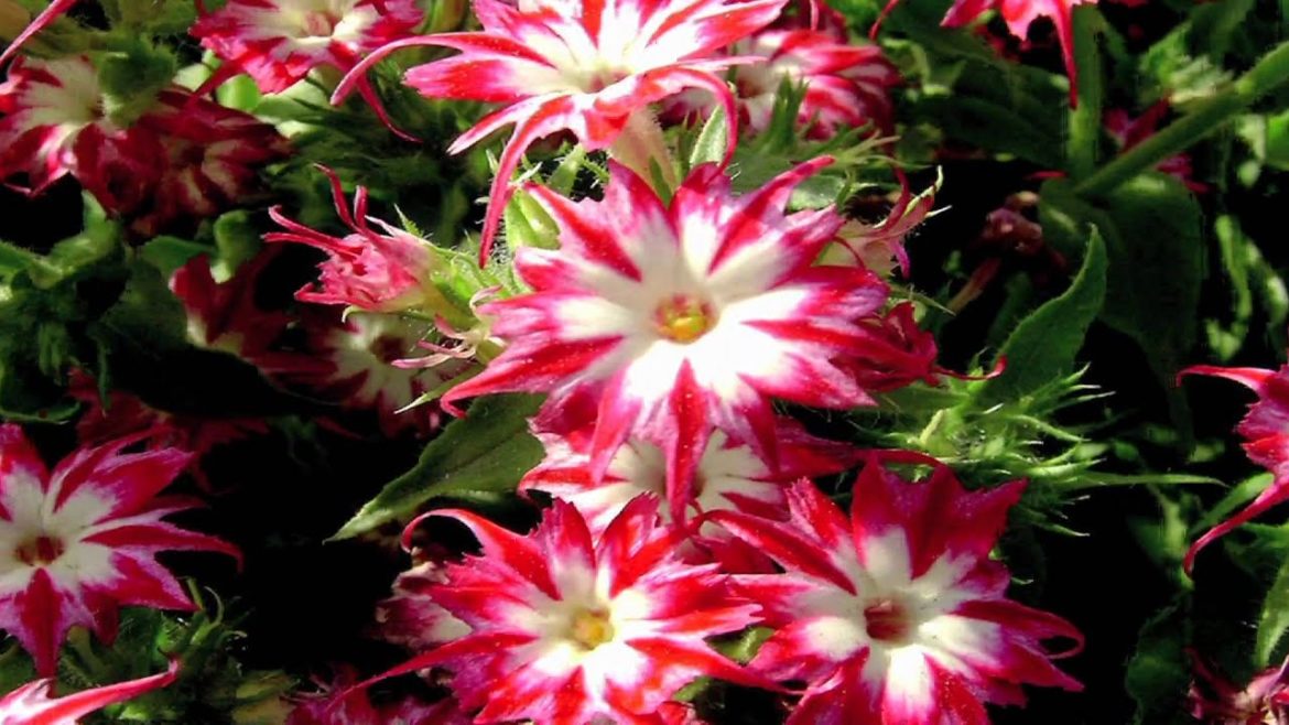 Gardening Tips : How to Grow Annual Phlox (Phlox Drummondii) Gardening Tips : How to Grow Annual Phlox (Phlox Drummondii)