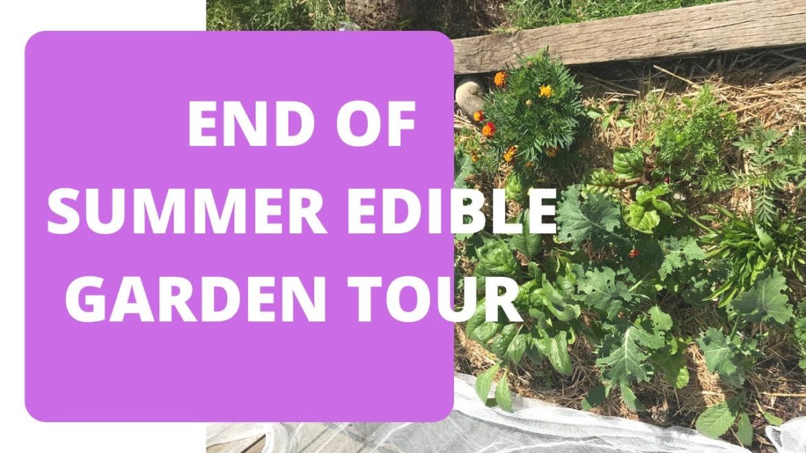 Edible garden tour | zone 10a | urban permaculture | 6 months old