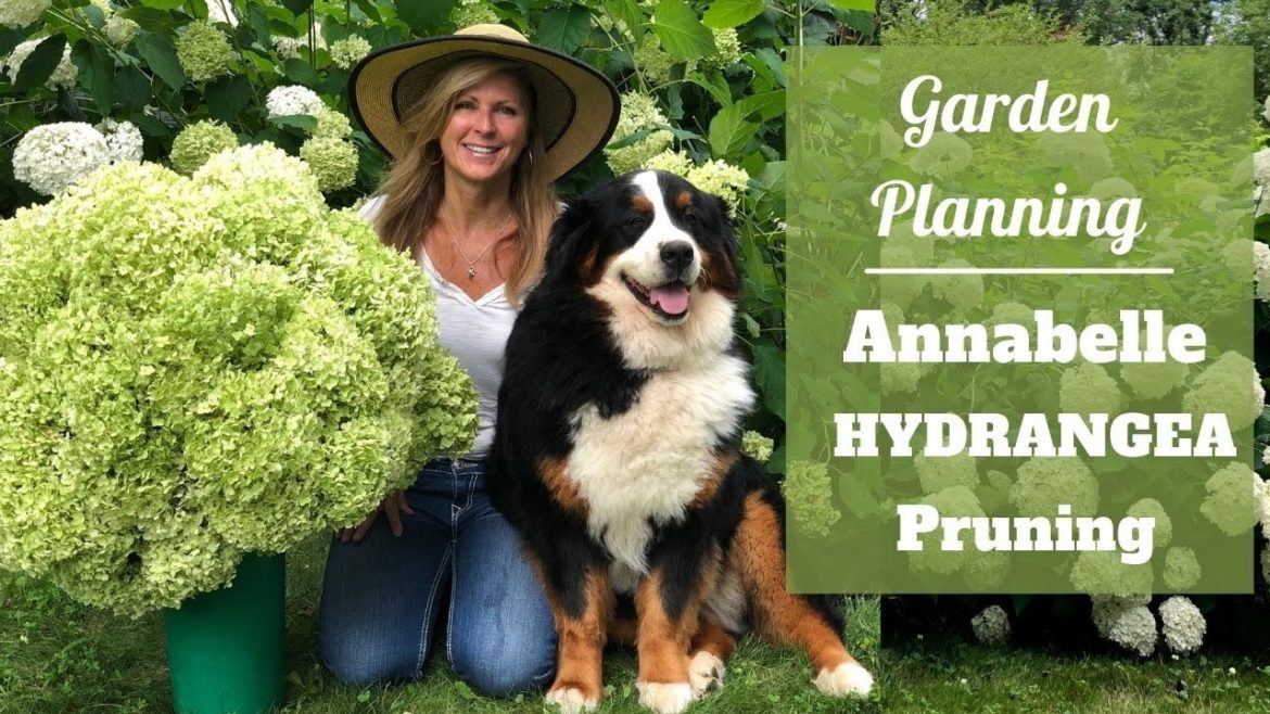 Garden Planning | Annabelle Hydrangea Pruning Garden Planning | Annabelle Hydrangea Pruning