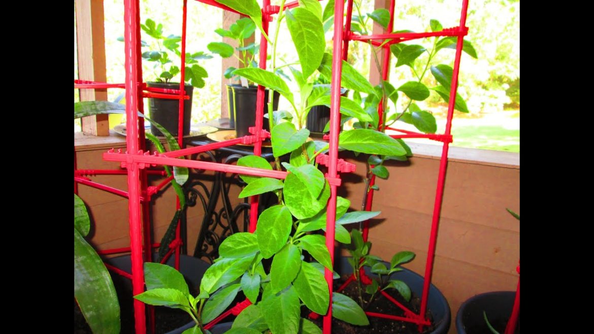 Indoor Gardening Year Round Edible Plants ~ Longevity Spinach