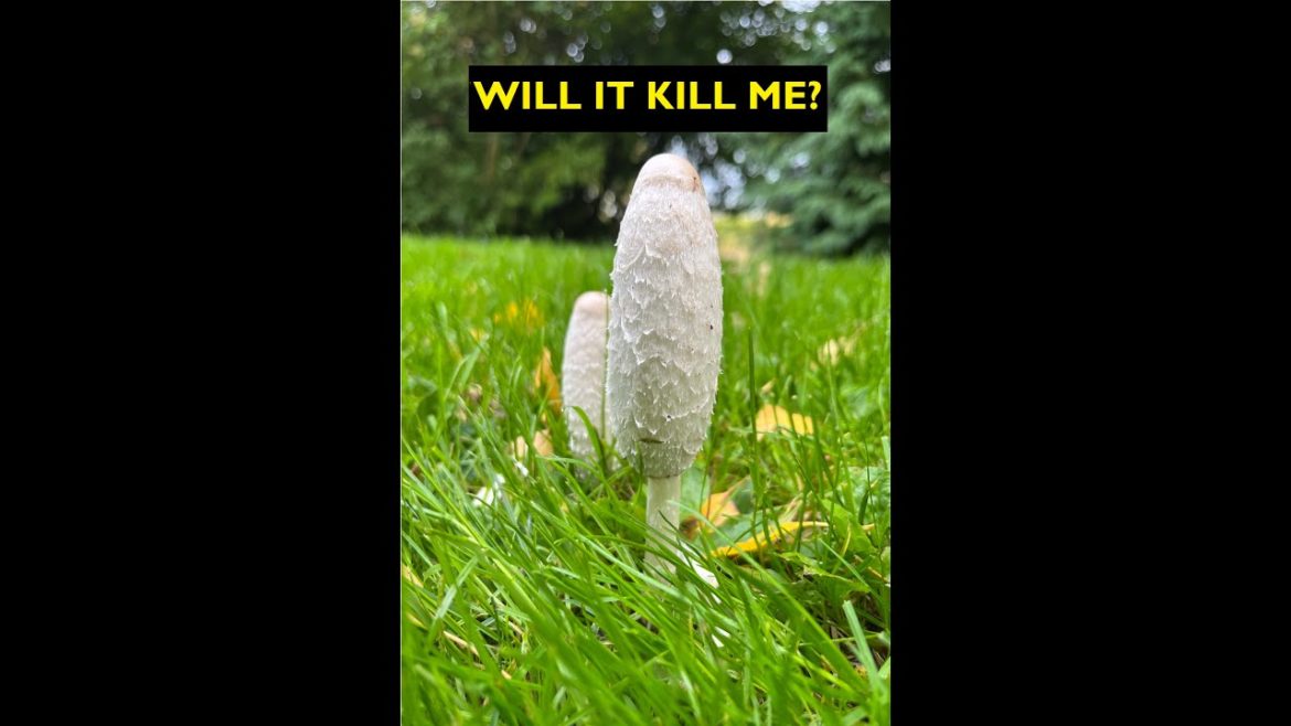 WILL IT KILL ME? Shaggy Ink Cap Mushroom - #mushroom #foraging #nature