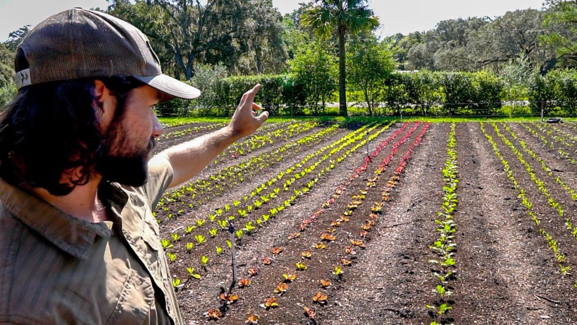 Farm Update after Hurricane Ian + Market Garden Progress @ Sandhill Farm! Farm Update after Hurricane Ian + Market Garden Progress @ Sandhill Farm!