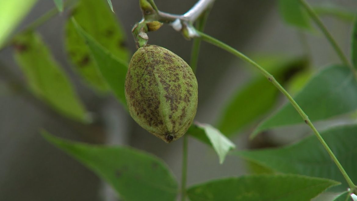 Backyard Farmer Presents: Lifestyle Gardening Ornamental Grass Outdoor Lighting | NET Nebraska