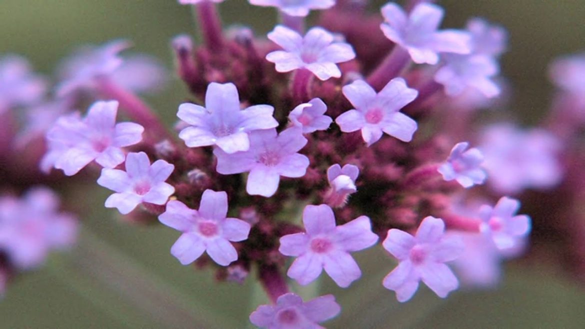 Gardening Tips : How to Grow Verbena