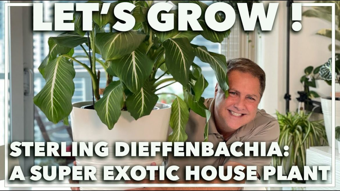 HOW TO GROW DIEFFENBACHIA: Tips on how to care for your beautiful sterling Dieffenbachia HOW TO GROW DIEFFENBACHIA: Tips on how to care for your beautiful sterling Dieffenbachia