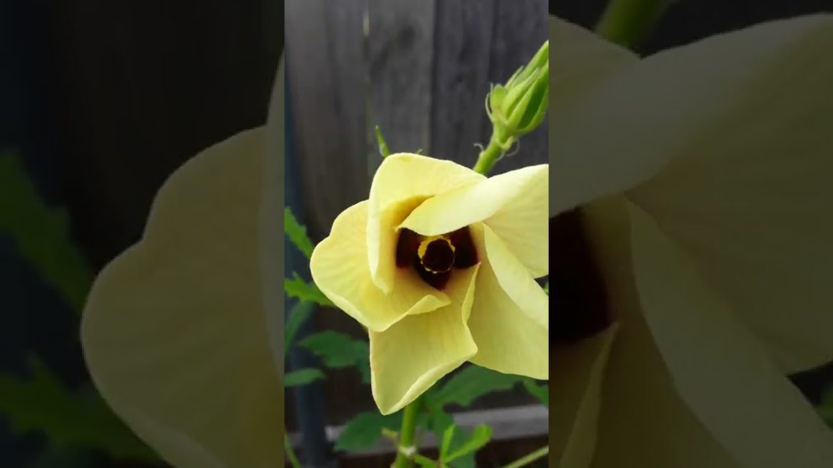 Extend Your Vegetable Production Into Fall  | Okra In Late October | Gardening Tips With Spenta