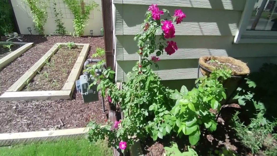 Garden Tour Part IV - The Front Yard Garden