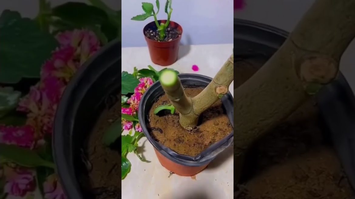 Easy propagation hack of any plants at home #shorts #garden #shortvideo #tips