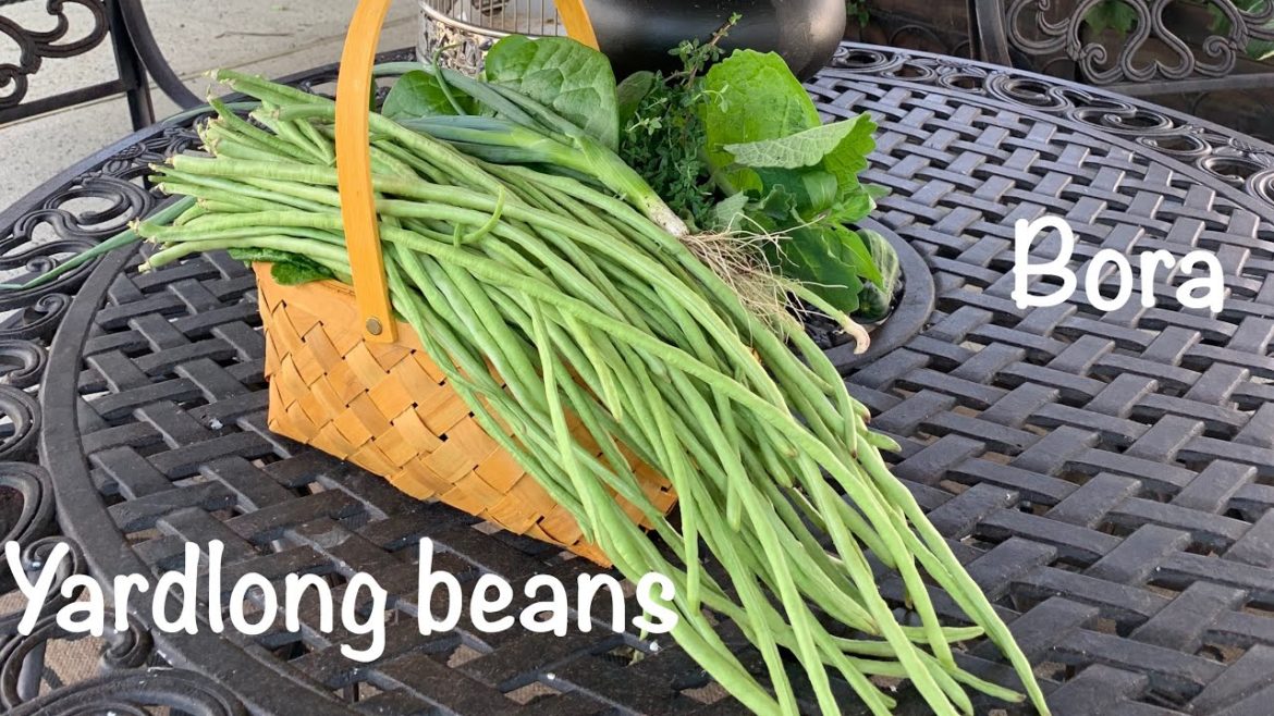 Harvesting yardlong beans in backyard garden