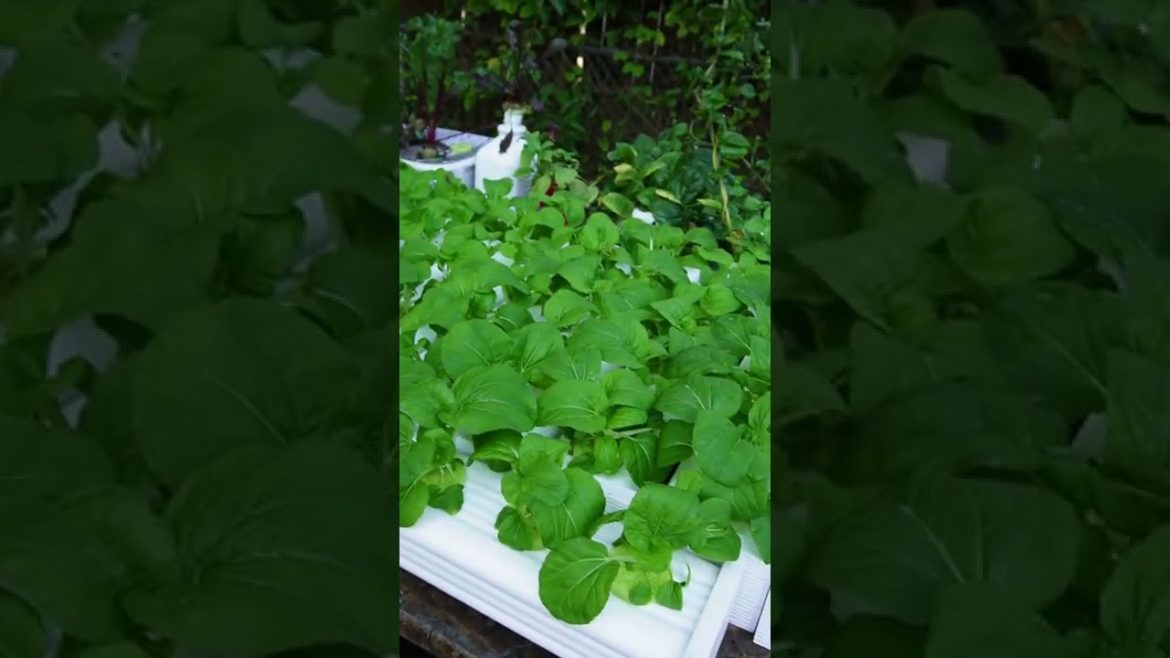 How Much Sun Does My Hydroponic Garden Need Day 12