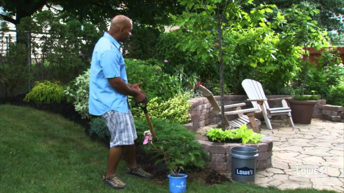 Landscaping with Trees and Shrubs: Types and Planting