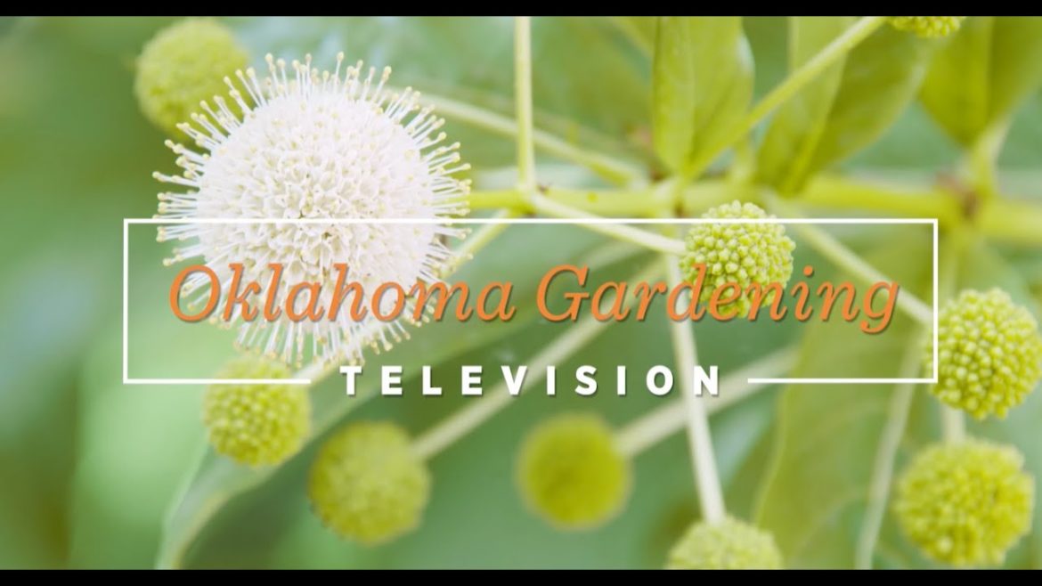 Oklahoma Gardening October 15, 2022
