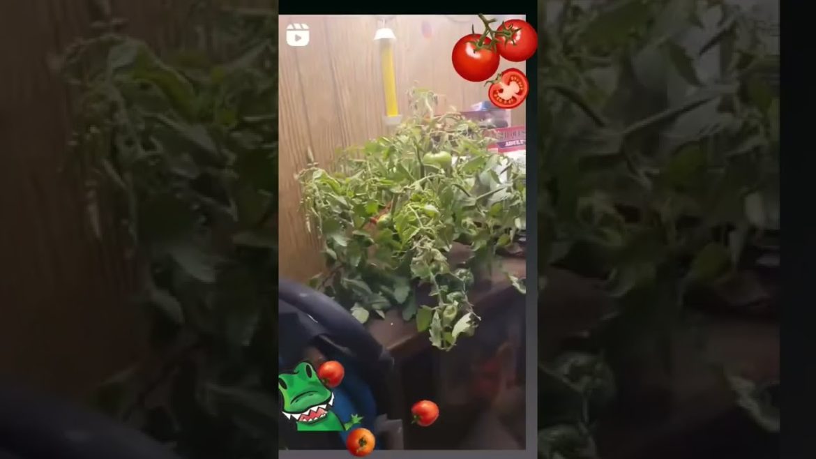 Goodbye my loves๐๐
๐๐ My outdoor gardening season has ended. #tomato #newgardener #vegetables #garden Goodbye my loves๐๐
๐๐ My outdoor gardening season has ended. #tomato #newgardener #vegetables #garden