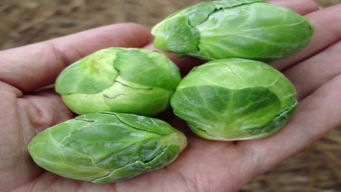 12 Fresh Vegetables You Can Grow Without Full Sun - Gardening Tips