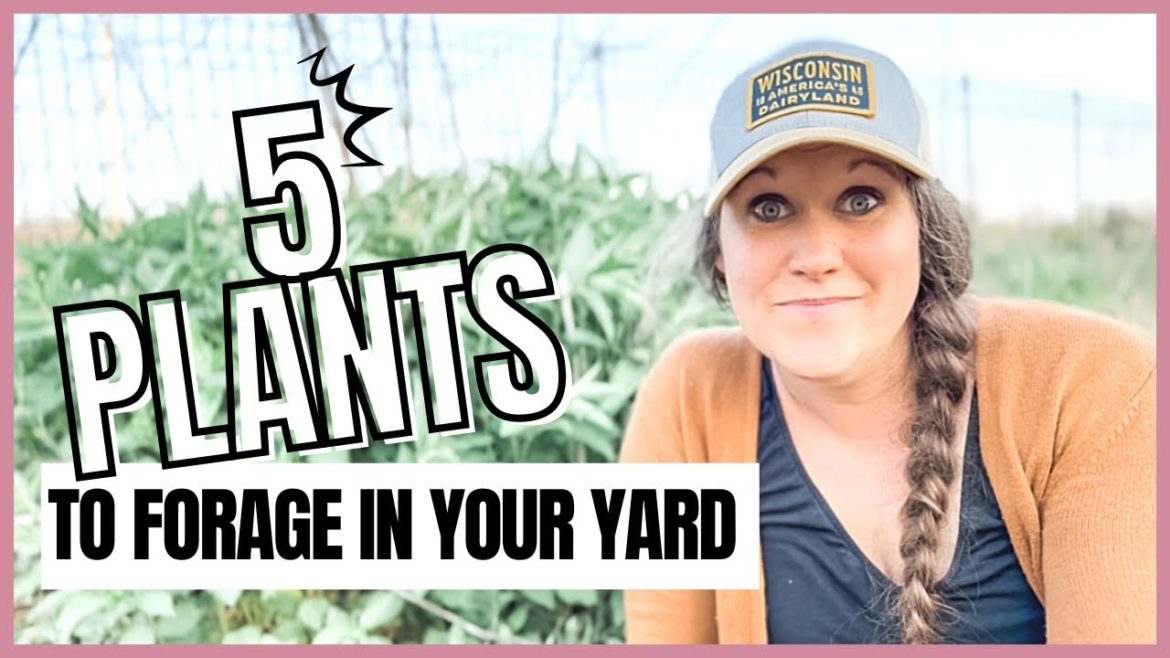 5 Edible and Medicinal Plants to forage in your backyard | Zone 5b garden
