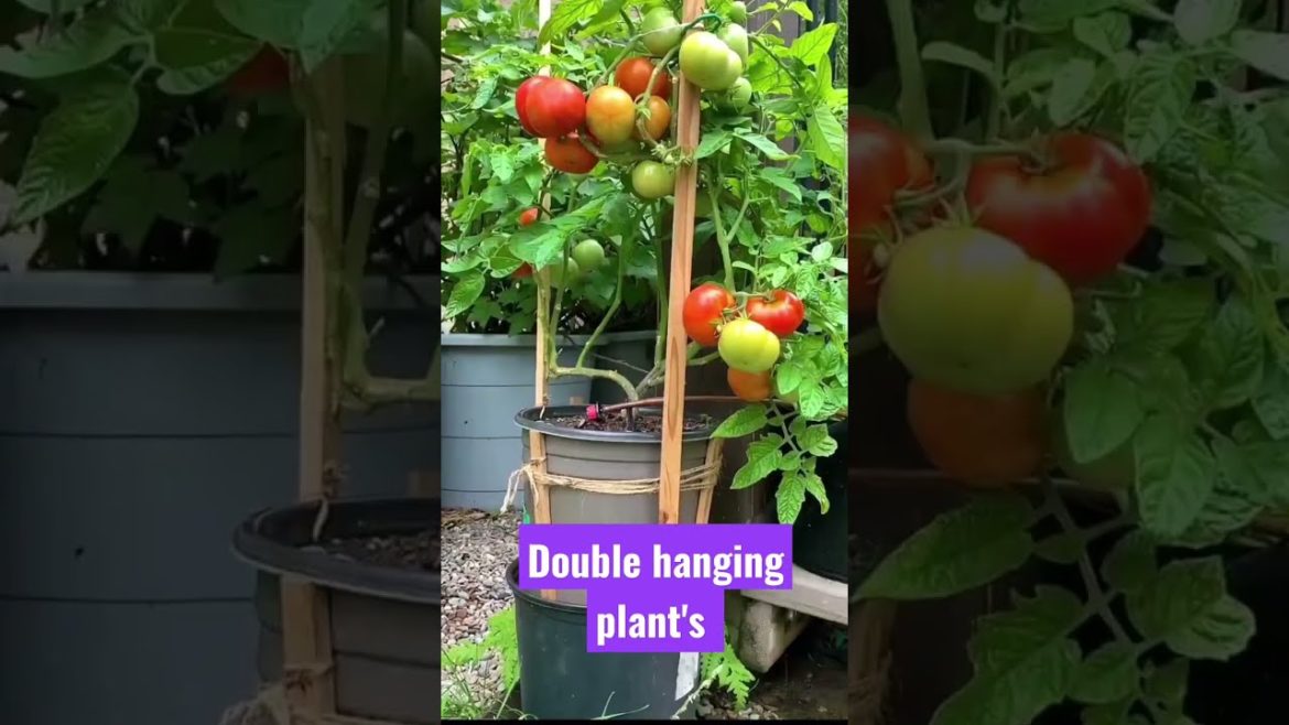 Garden Double hanging plants