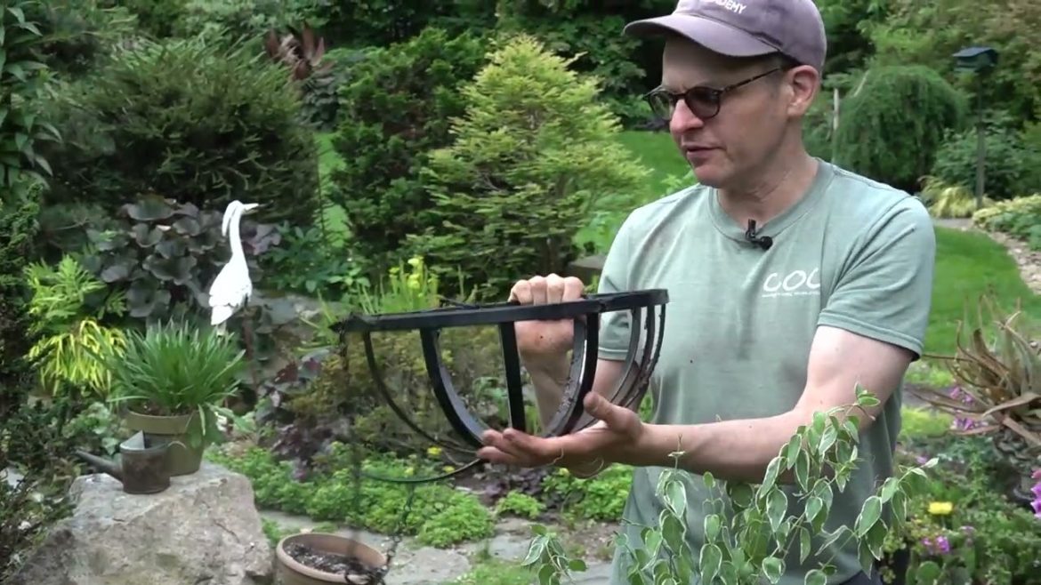 Celosia for Container Gardening