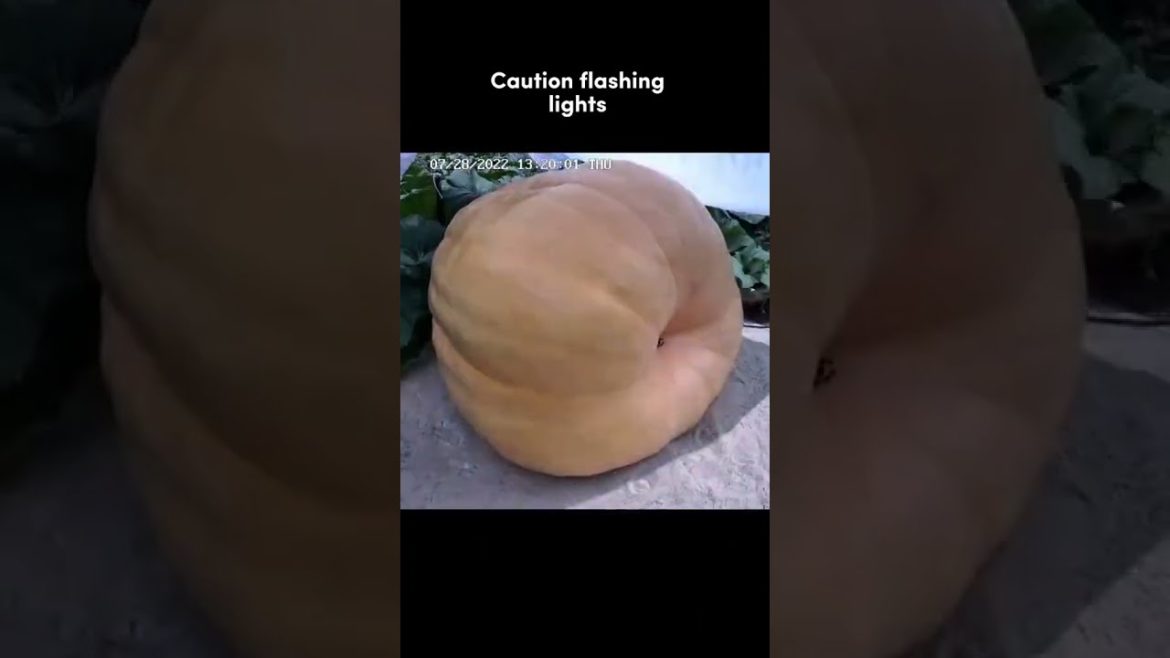 Giant pumpkin grows 40 lbs a day 🎃🕡 tiktok bigpumki