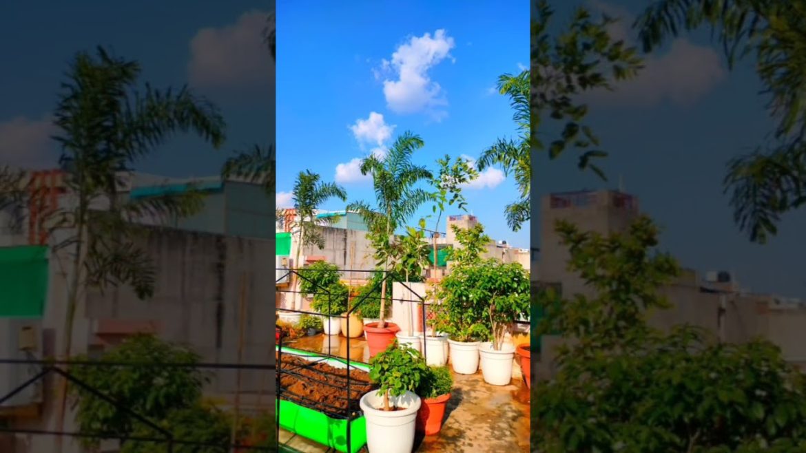 Rooftop garden design BY GYG #shorts #garden Rooftop garden design BY GYG #shorts #garden