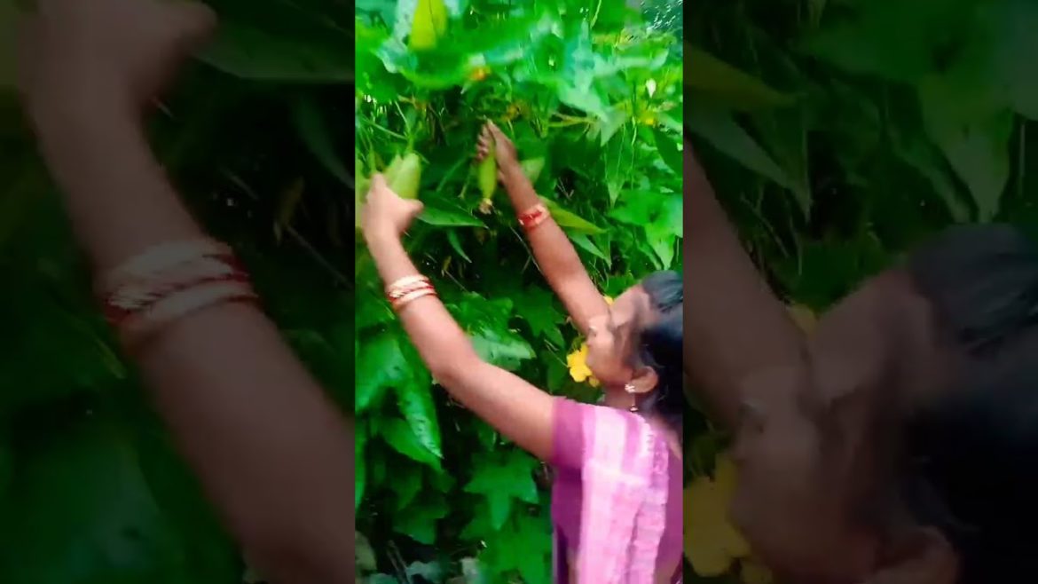 Village women morning time vegetables collection for her family#short #mini vlog