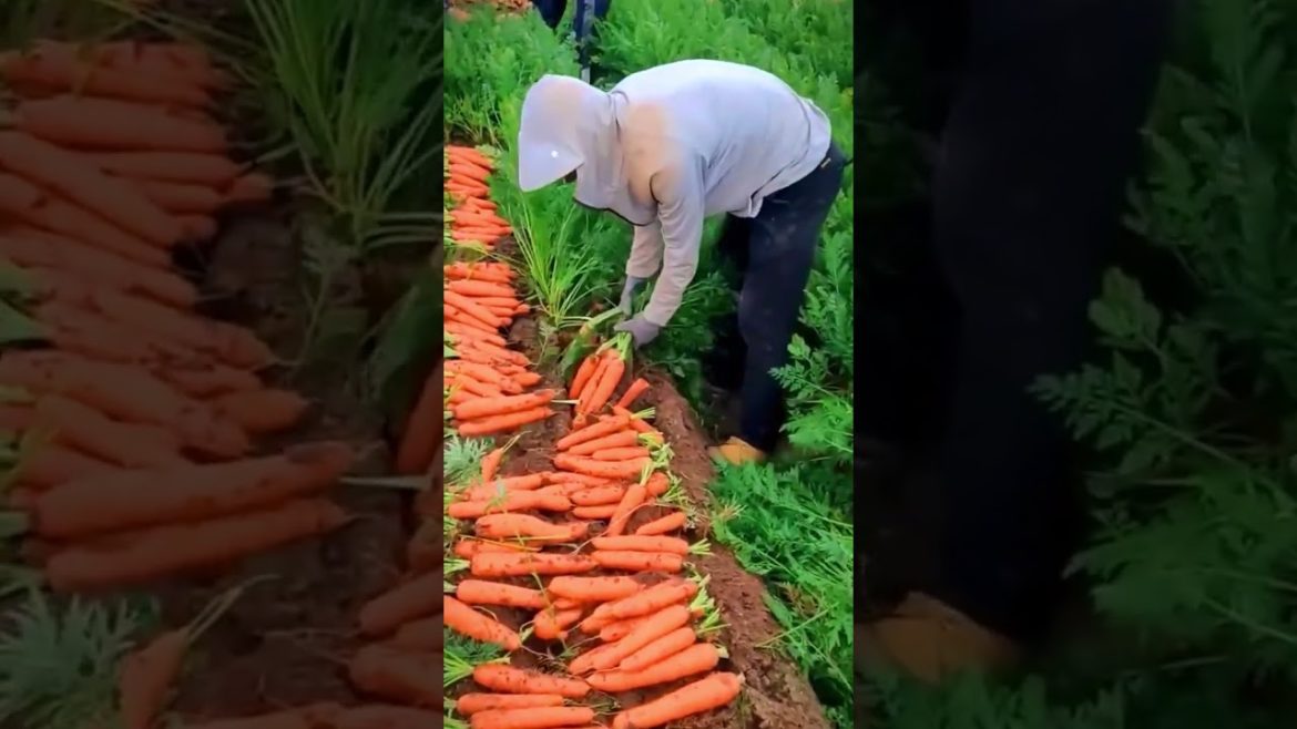 Carrot harvest satisfying #shorts #harvest #agriculture