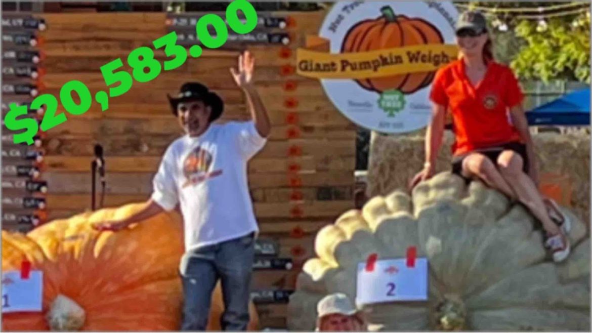 Giant Pumpkin Nut Tree California Bubbas road trip Giant Pumpkin Nut Tree California Bubbas road trip