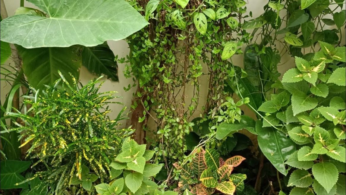 My favorite places in backyard garden with plant names