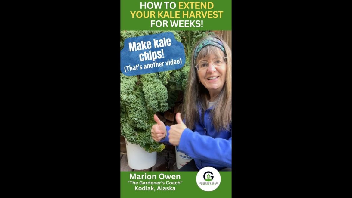 How to Harvest Your Kale Even L-o-n-g-e-r!