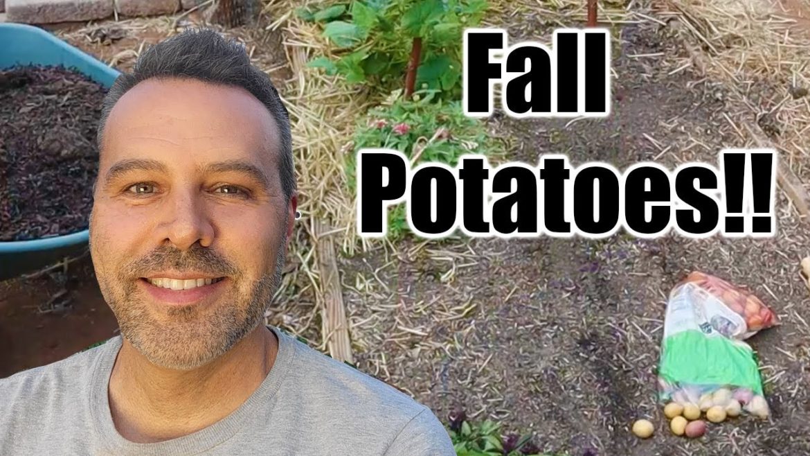 Planting Potatoes in Fall // Any Climate!