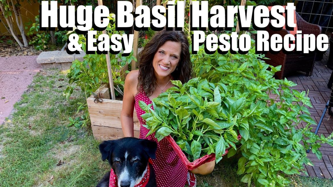 Huge Organic Basil Harvest & Easy Pesto Recipe🌱