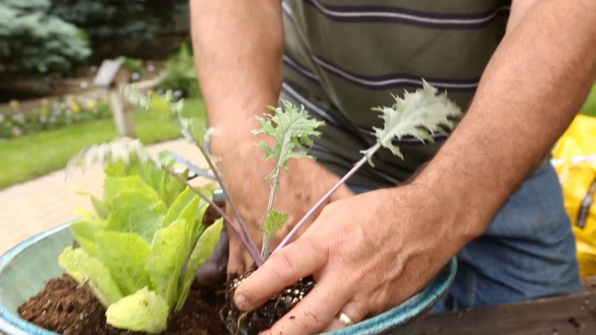 Container Gardening Tips for Salad Container Gardening Tips for Salad