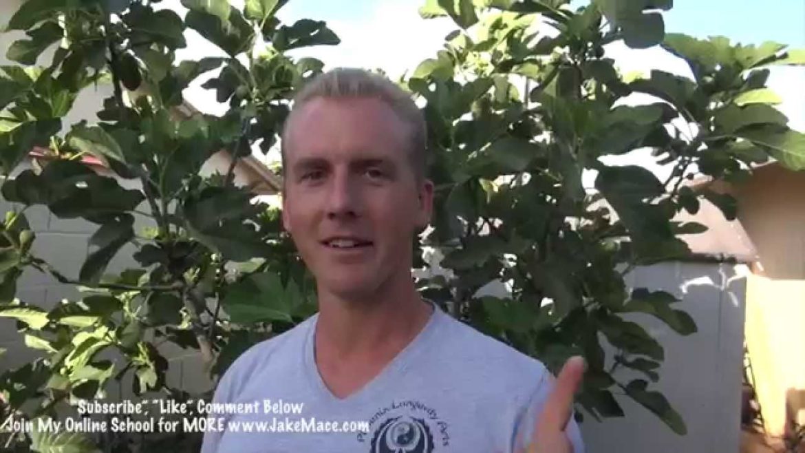 My Garden Tour – Phoenix, Arizona 2015 – Edible & Tropical TREES My Garden Tour - Phoenix, Arizona 2015 - Edible & Tropical TREES