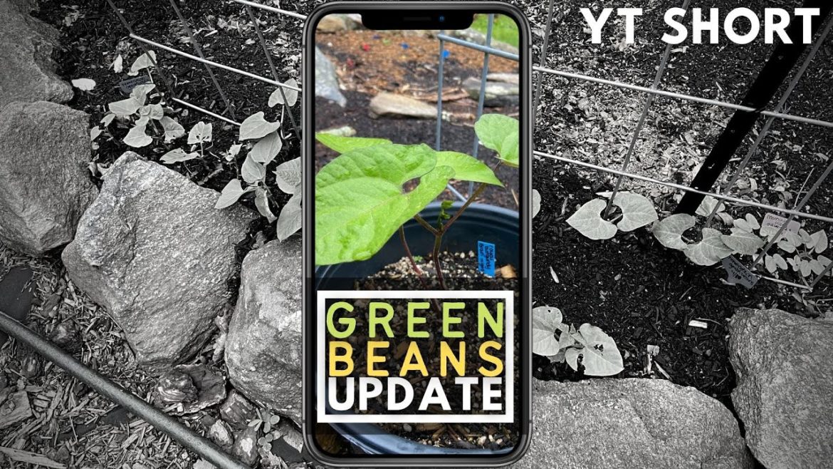 GREEN BEAN UPDATE | Container Gardening GREEN BEAN UPDATE | Container Gardening