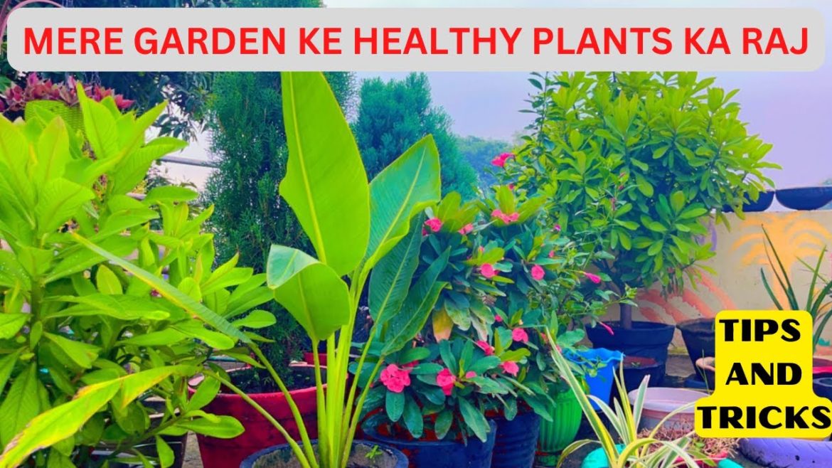 TIPS AND TRICKS FOR HEALTHY PLANT FOR TERRACE GARDEN TIPS AND TRICKS FOR HEALTHY PLANT FOR TERRACE GARDEN