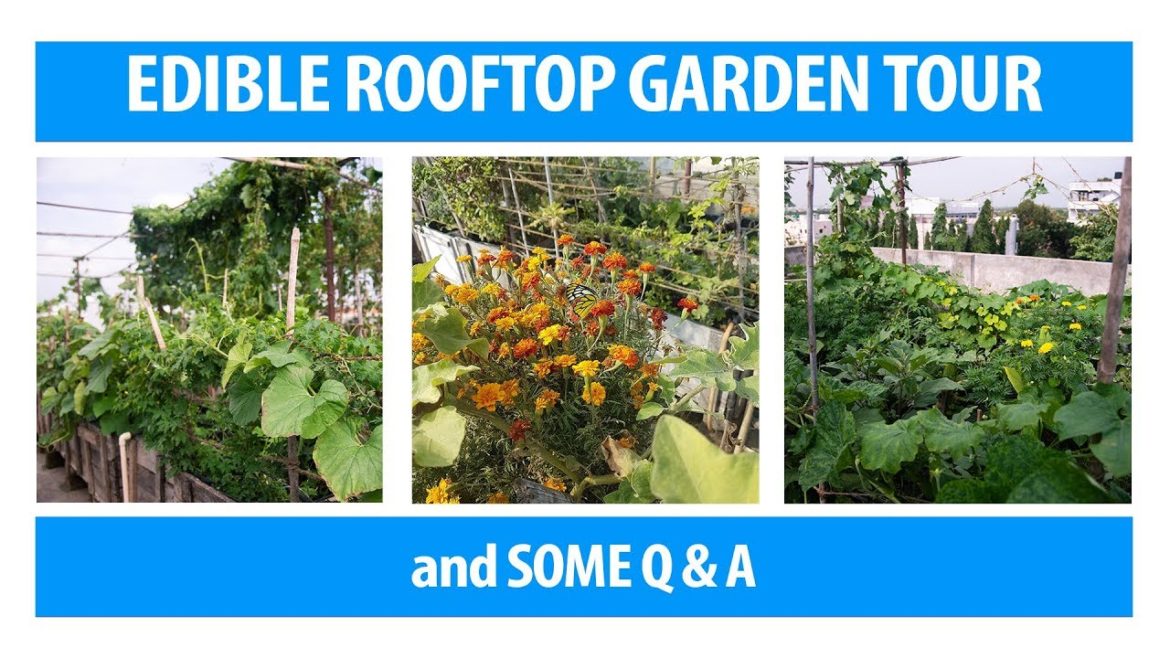 Edible Rooftop Gardening 2019 Edible Rooftop Gardening 2019