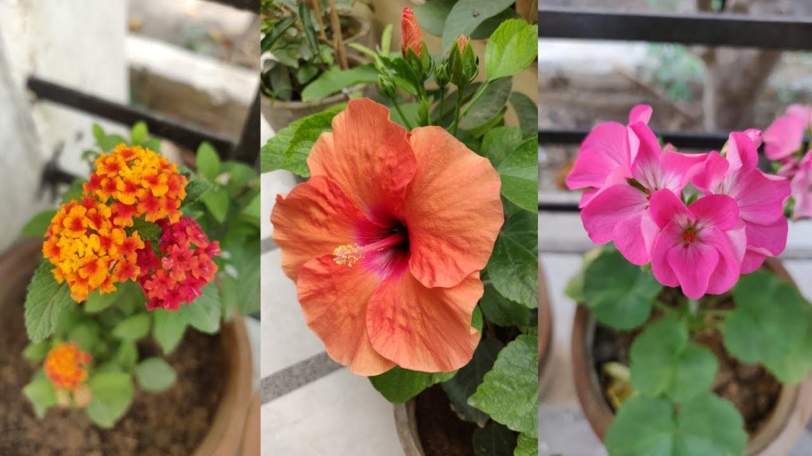 How To Start a Flower Garden - Important Gardening Tips - The Right Gardening