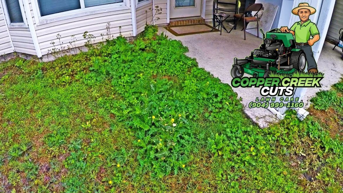 New Property Full of Tall Weeds Gets Front & Back Yard Clean-Up New Property Full of Tall Weeds Gets Front & Back Yard Clean-Up