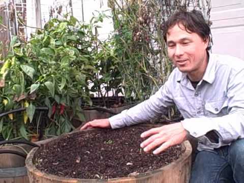 Planting 45 Garlic Cloves in a Half Wine Barrel Container Garden Planting 45 Garlic Cloves in a Half Wine Barrel Container Garden