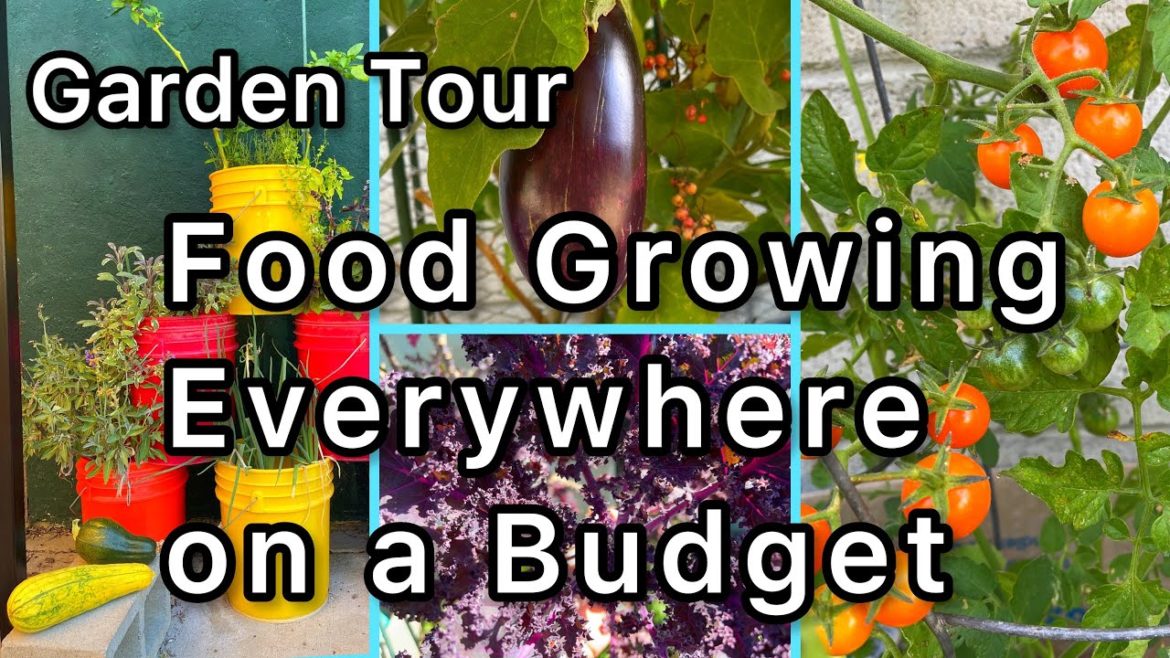 Vegetable Garden Tips Grow Tomatoes Zucchini Cucumbers Kale Container Gardening Totes Boxes Buckets Vegetable Garden Tips Grow Tomatoes Zucchini Cucumbers Kale Container Gardening Totes Boxes Buckets