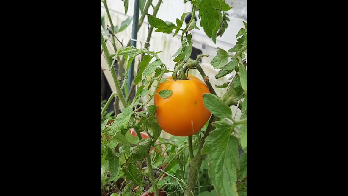 the first ripe tomato in our container garden 🍅