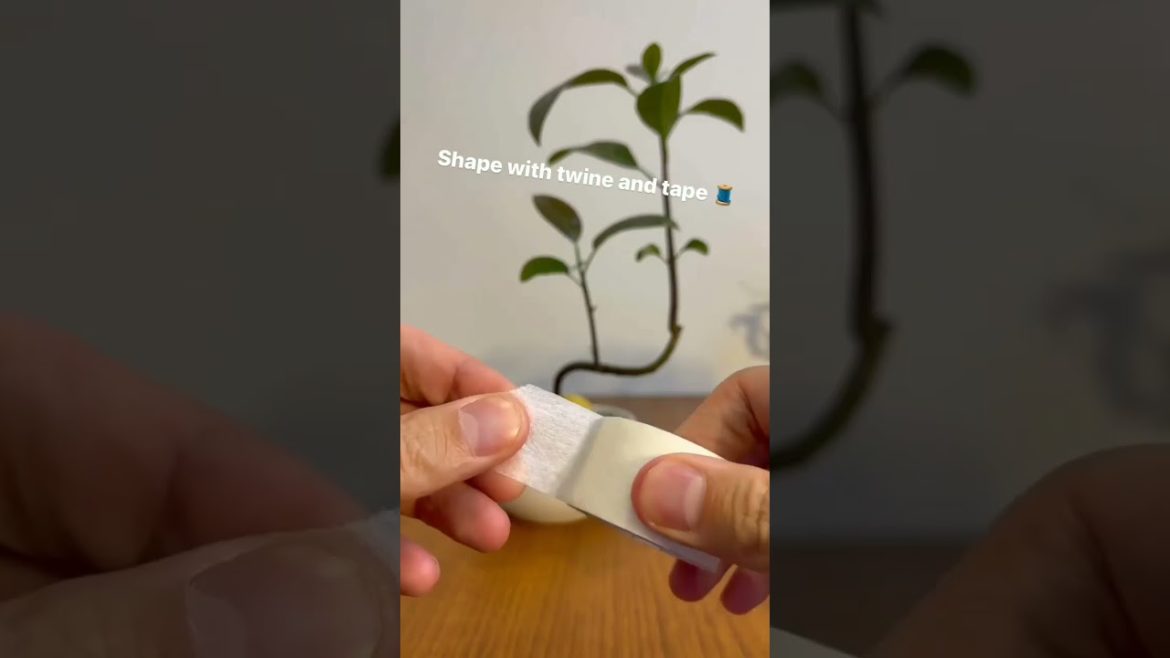 Easy avobonsai tutorial #shorts #garden #shortvideo #5minutecrafts #tips