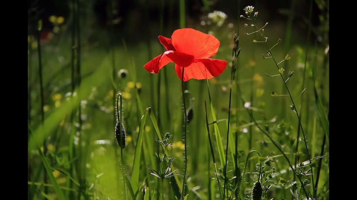 Front and Backyard Landscaping Designs  For 2019 #backyard #landscaping #frontyard