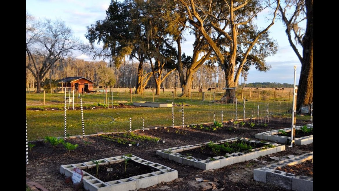 Vegetable Gardening in Florida in February