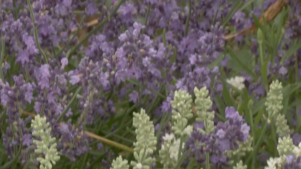 Gardening Tips - How to Grow Lavender Plants