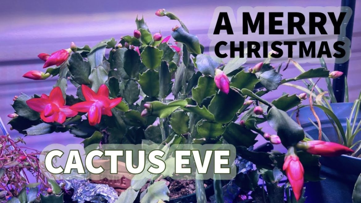 Cacti Surprise on Christmas Eve! – MHJ Garden Design Cacti Surprise on Christmas Eve! - MHJ Garden Design